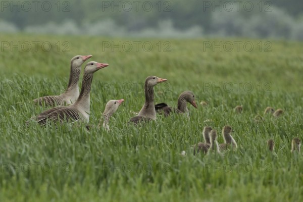 Greylag goose some adults with young birds standing in a green meadow on the right, Lake Neusiedl, Burgenland, Austria