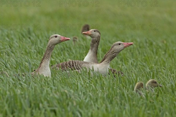 Greylag goose three adults with young birds standing in a green meadow, Lake Neusiedl, Burgenland, Austria