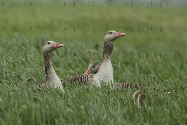 Greylag goose three adults with young birds standing in a green meadow, Lake Neusiedl, Burgenland, Austria