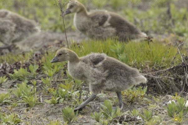Greylag goose two young birds standing on top of each other in a green meadow on the left, Lake Neusiedl, Burgenland, Austria