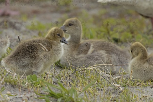 Greylag goose three young birds sitting in a green meadow seeing different colours, Lake Neusiedl, Burgenland, Austria