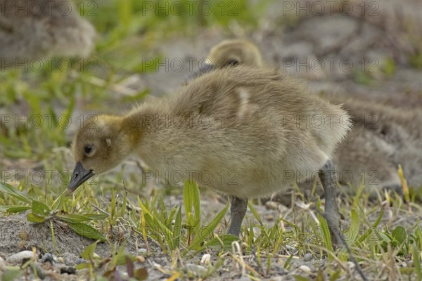 Greylag goose two young birds standing in green meadow looking left, Lake Neusiedl, Burgenland, Austria