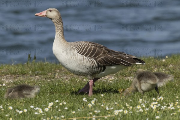Greylag goose adult bird with two young birds standing in a green meadow and feeding, looking left in front of water, Lake Neusiedl, Burgenland, Austria