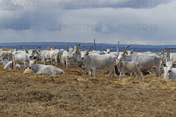 Hungarian grey cattle many animals standing on straw next to each other looking different in front of grey sky, Lake Neusiedl, Burgenland, Austria