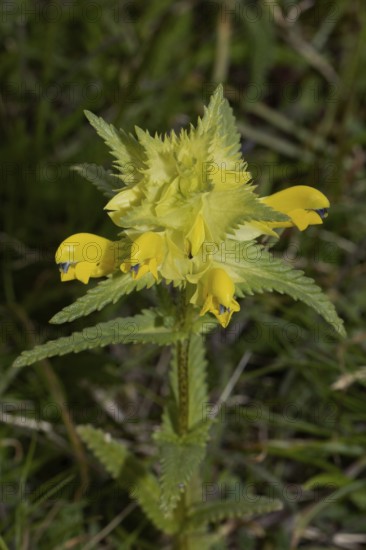 Narrow-leaved rattle inflorescence with green leaves and open yellow flowers, Lake Neusiedl, Burgenland, Austria