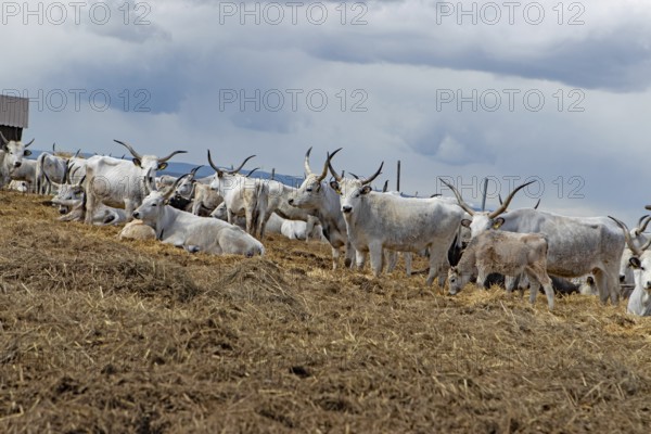 Hungarian grey cattle many animals standing on straw next to each other looking different in front of grey sky, Lake Neusiedl, Burgenland, Austria