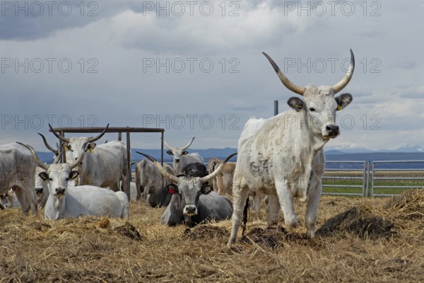 Hungarian grey cattle some animals standing on straw next to each other looking different in front of grey sky, Lake Neusiedl, Burgenland, Austria