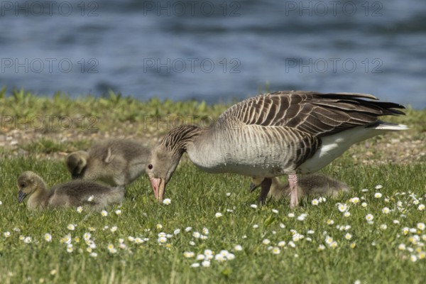 Greylag goose adult bird with two young birds standing and sitting in green meadow feeding left looking in front of water, Lake Neusiedl, Burgenland, Austria