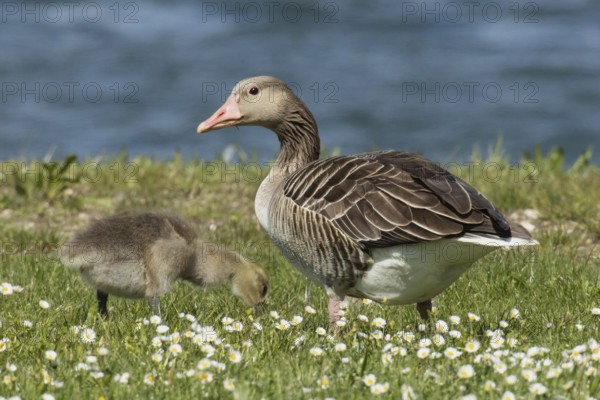 Greylag goose adult and young bird standing and feeding in a green meadow with white flowers in front of water, Lake Neusiedl, Burgenland, Austria