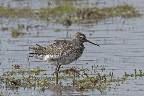 Spotted Redshank walking in water looking right, Lake Neusiedl, Burgenland, Austria