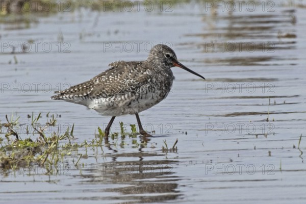Spotted Redshank walking in water looking right, Lake Neusiedl, Burgenland, Austria