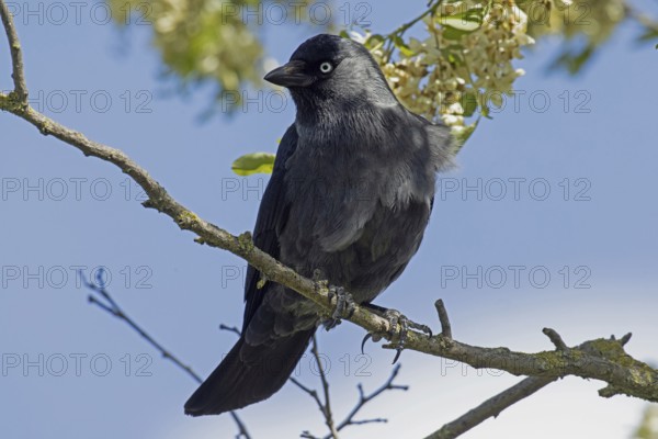 Jackdaw sitting on a branch looking from the front left in front of a blue sky, Lake Neusiedl, Burgenland, Austria