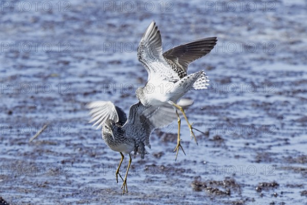 Wood Sandpiper two birds with open wings jumping up to each other in water during courtship, Lake Neusiedl, Burgenland, Austria