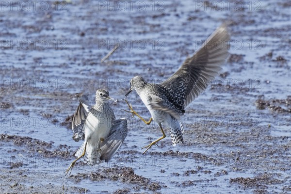 Wood Sandpiper two birds with open wings jumping up to each other in water during courtship, Lake Neusiedl, Burgenland, Austria