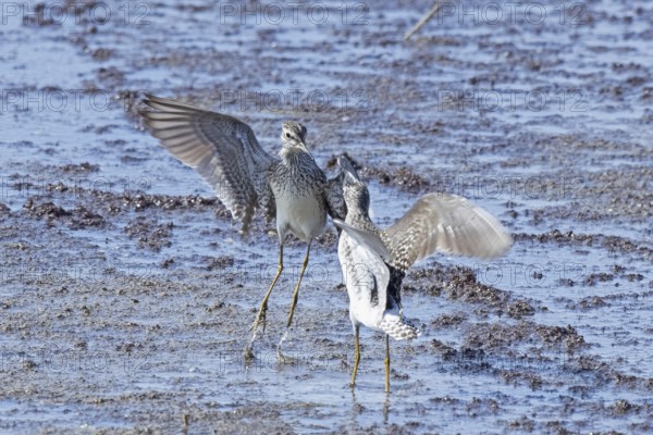 Wood Sandpiper two birds with open wings jumping up to each other in water during courtship, Lake Neusiedl, Burgenland, Austria