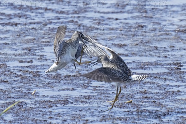 Wood Sandpiper two birds with open beak and open wings jumping up to each other in water during courtship, Lake Neusiedl, Burgenland, Austria