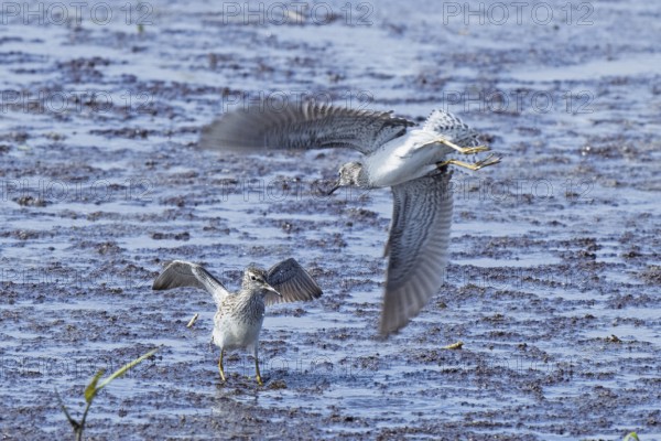 Wood Sandpiper two birds with open wings jumping up to each other in water during courtship, Lake Neusiedl, Burgenland, Austria
