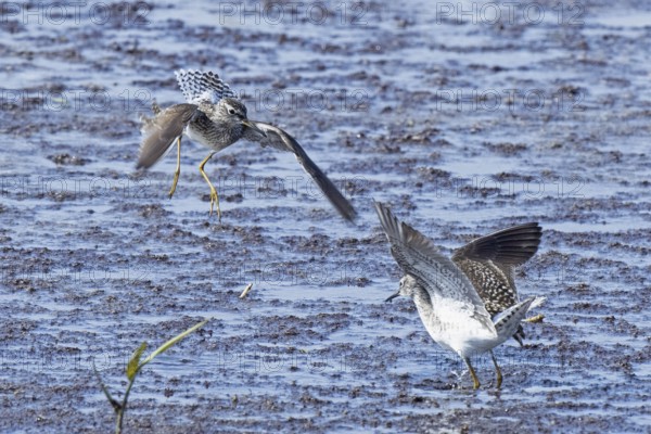 Wood Sandpiper two birds with open wings jumping up to each other in water during courtship, Lake Neusiedl, Burgenland, Austria