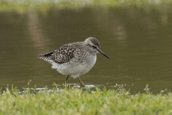 Wood Sandpiper standing in water looking right, Lake Neusiedl, Burgenland, Austria