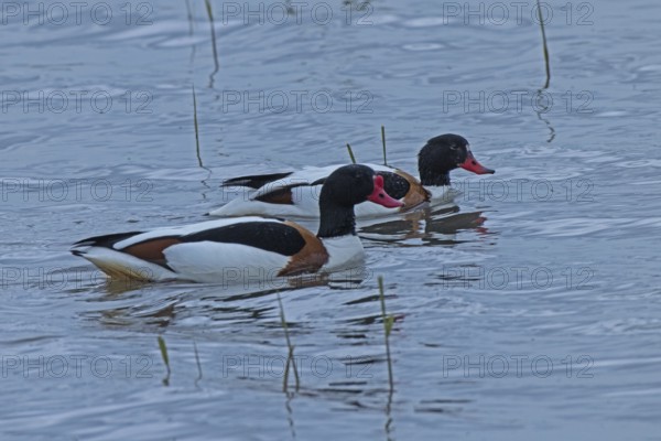 Common Shelduck two birds swimming side by side in water looking right, Lake Neusiedl, Burgenland, Austria
