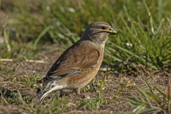 Linnet with food in beak standing in green grass looking right, Lake Neusiedl, Burgenland, Austria