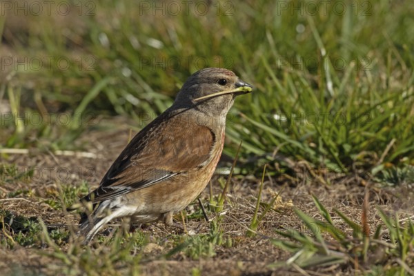 Linnet with food in beak standing in green grass looking right, Lake Neusiedl, Burgenland, Austria