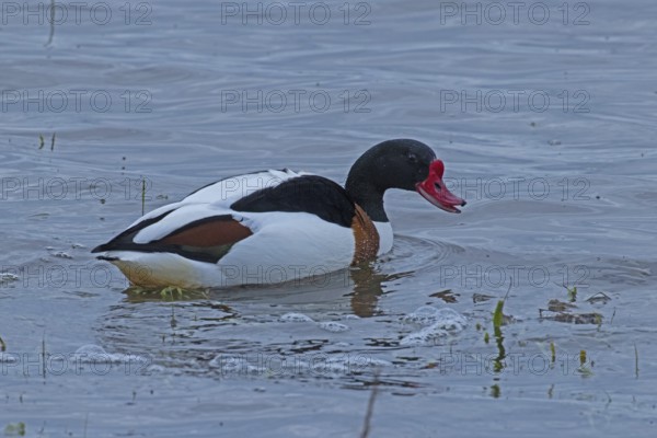 Common Shelduck with open beak swimming in water looking right, Lake Neusiedl, Burgenland, Austria