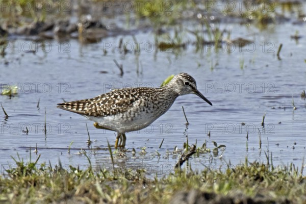 Wood Sandpiper standing in water looking right, Lake Neusiedl, Burgenland, Austria