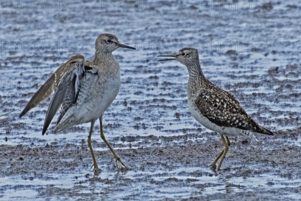 Wood Sandpiper two birds with open beak and open wings standing together at the water's edge during courtship, Lake Neusiedl, Burgenland, Austria