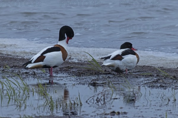 Common Shelduck two birds standing next to each other at the water's edge looking right, Lake Neusiedl, Burgenland, Austria