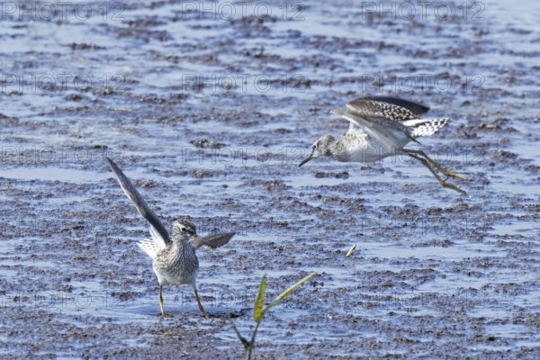 Wood Sandpiper two birds with open wings jumping up to each other in water during courtship, Lake Neusiedl, Burgenland, Austria