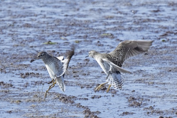 Wood Sandpiper two birds with open wings jumping up to each other in water during courtship, Lake Neusiedl, Burgenland, Austria