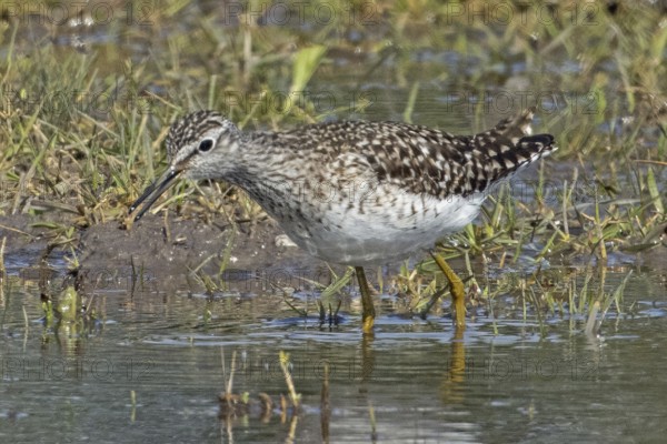 Wood Sandpiper standing at the water's edge looking left, Lake Neusiedl, Burgenland, Austria