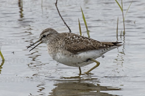 Wood Sandpiper with open bill standing in water looking left, Lake Neusiedl, Burgenland, Austria