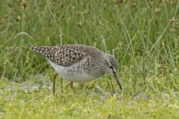 Wood Sandpiper walking in wetland looking down to the right, Lake Neusiedl, Burgenland, Austria