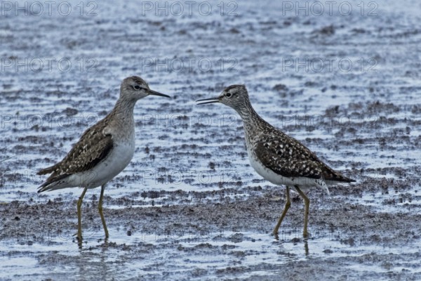 Wood Sandpiper two birds with open beaks standing together at the water's edge during courtship, Lake Neusiedl, Burgenland, Austria