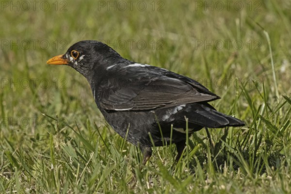 Male blackbird with white spots in plumage standing in green grass looking left, Lake Neusiedl, Burgenland, Austria