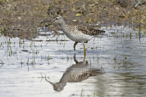 Wood Sandpiper with mirror image walking along the water's edge looking left, Lake Neusiedl, Burgenland, Austria