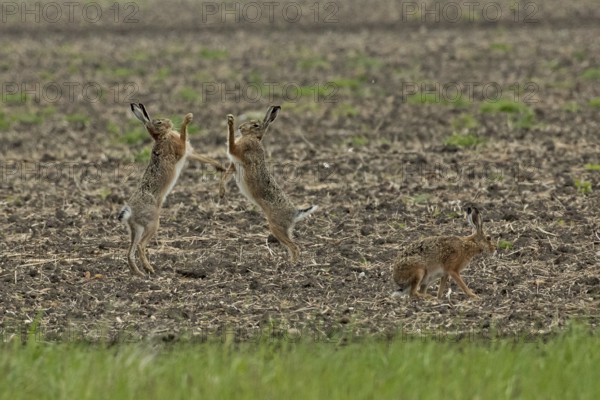 Brown hare three animals in a field during mating, standing next to each other, looking at each other and sitting on the right, Lake Neusiedl, Burgenland, Austria