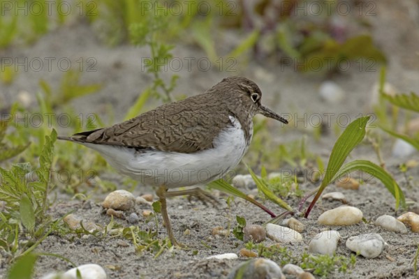 Sandpiper walking in gravel area looking right, Lake Neusiedl, Burgenland, Austria