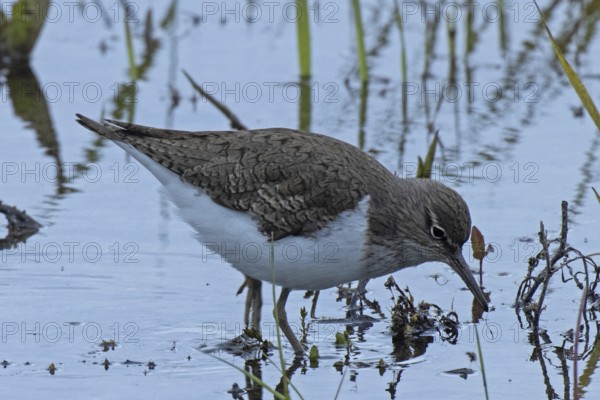 Sandpiper standing in water looking down to the right, Lake Neusiedl, Burgenland, Austria