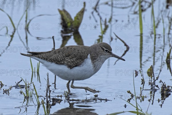 Sandpiper standing in water looking right, Lake Neusiedl, Burgenland, Austria