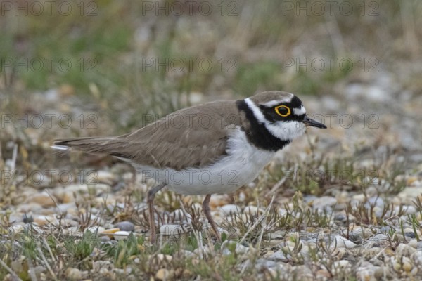 Little Ringed Plover standing in gravel area looking right, Lake Neusiedl, Burgenland, Austria