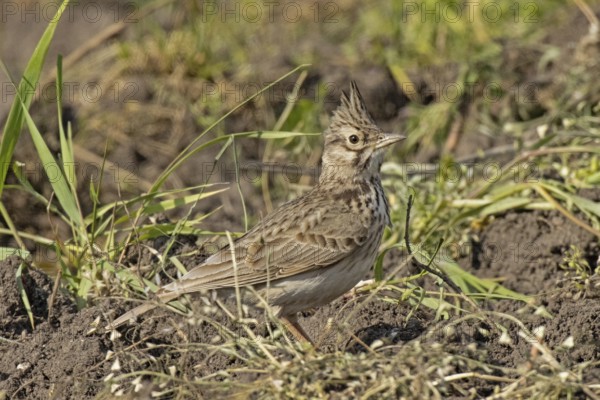 Skylark standing on ground looking right, Lake Neusiedl, Burgenland, Austria