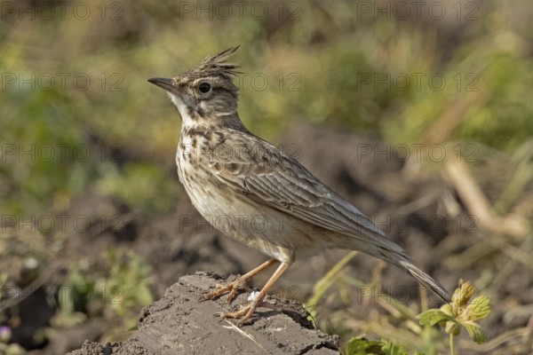 Skylark standing on pile of earth looking left, Lake Neusiedl, Burgenland, Austria