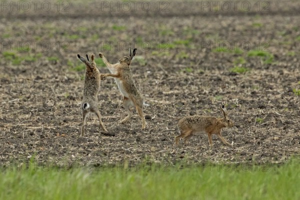 Brown hare three animals in a field during mating, standing next to each other, looking at each other and walking on the right, Lake Neusiedl, Burgenland, Austria