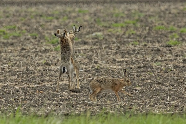 Brown hare three animals in a field during mating, standing next to each other, looking at each other and walking on the right, Lake Neusiedl, Burgenland, Austria