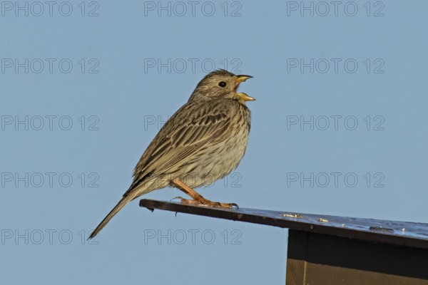 Corn bunting with open beak singing sitting on roof looking right in front of blue sky, Lake Neusiedl, Burgenland, Austria