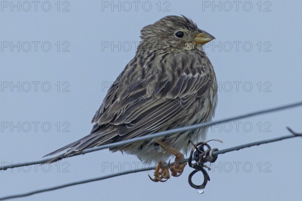 Corn bunting sitting on wire looking right in front of blue sky, Lake Neusiedl, Burgenland, Austria