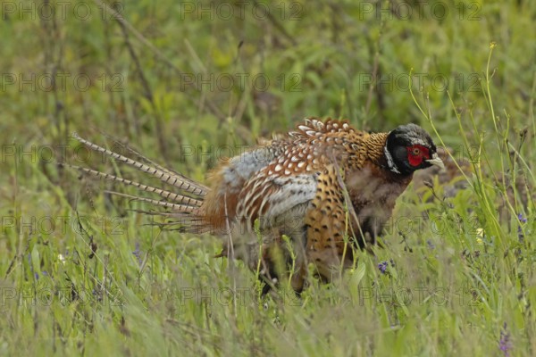 Male pheasant with shaken plumage standing in green grass looking right, Lake Neusiedl, Burgenland, Austria